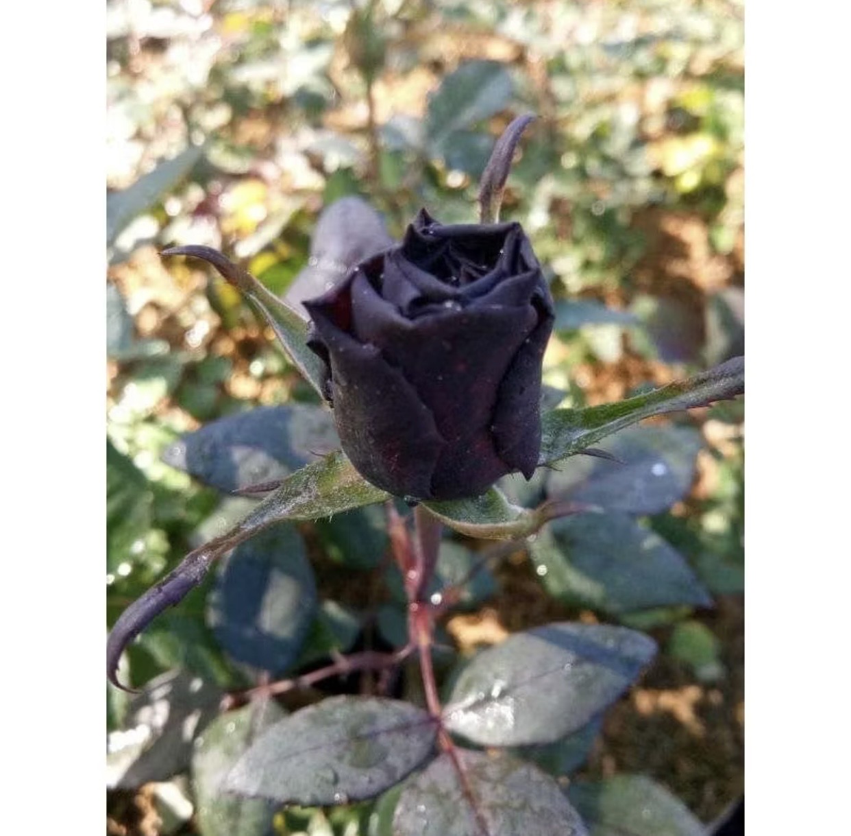 Black Magic Rose
