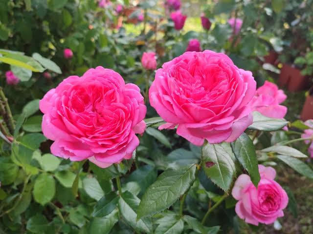 La Rosa de Moulinard