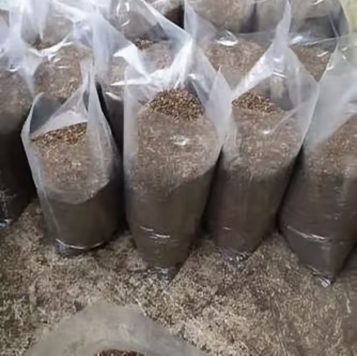 Media Tanam Poros Mawar