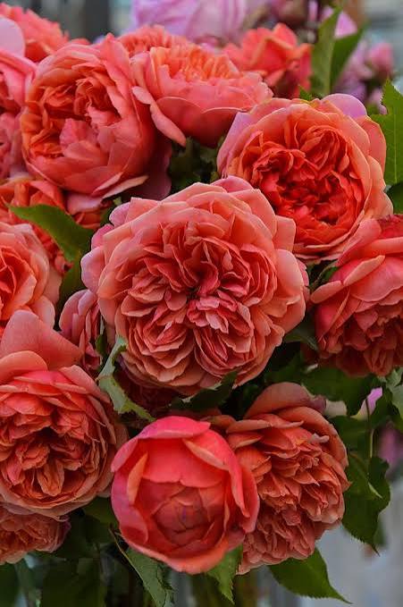 Silk Road / Road Silk