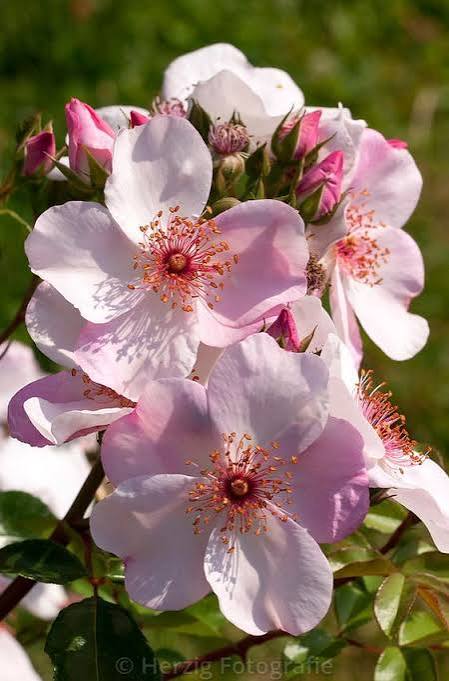 Sweet Pretty / Sakurina