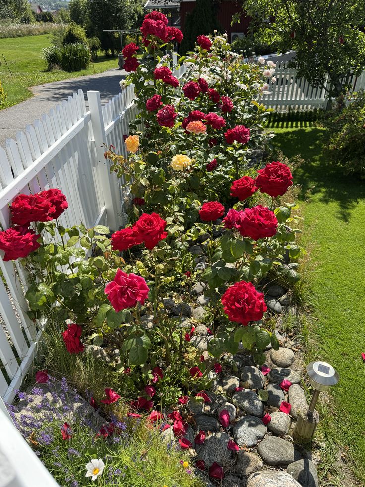 Mawar import premium Bandung